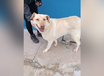 Laika, hofft auf ihre Ausreise ins Glück