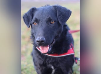 Feiner, kleiner Jungrüde Bono ❤️ Jagdterrier- und Kroatischer Schäfi-Mix