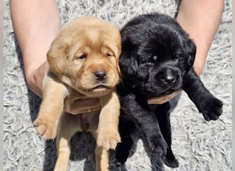 Edle Labrador Welpen (Schwarz/Foxred/Creme) mit Ahnentafel, Nachkommen von Champions