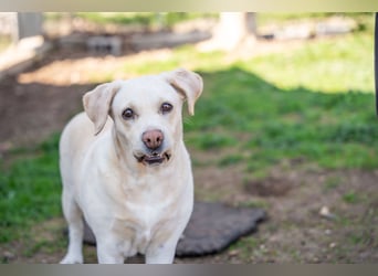 Tzemma - in 74417 Geschwend auf Pflegestelle