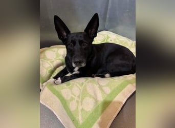 Wunderbarer Charly sucht seine Familie