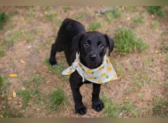 Chip 269791: Hundekind sucht ein Zuhause