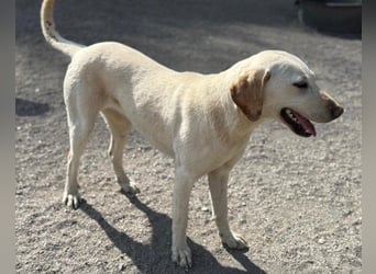 Zuckersüße Labi-Mix-Schnute ♥Chica♥ wartet schon darauf von dir gesehen zu werden
