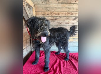 Timo, Schnauzer-Mix, Rüde, geb.am. 02.02.2024, 55 cm, 16 kg