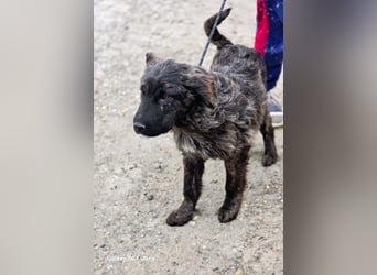 Wunderschön gestromtes Hundekind *Yanu* sucht sein Zuhause für immer