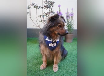 Buddy-SR, möchte dein Freund werden