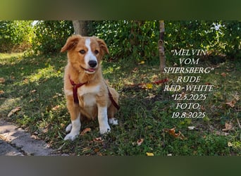 Border Collie-Welpen , black-, choco-,red-white und red-merle