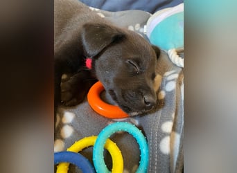 Australian Shepherd Labrador Welpen Aussiedor