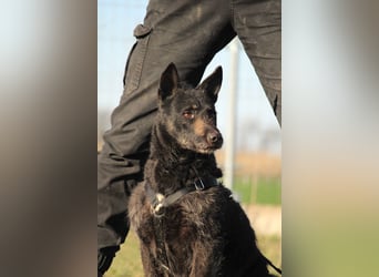 Ninja-PP, unsicherer Schönling sucht sicheren Hafen!