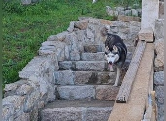Husky-Dame Maya H. möchte in den kühleren Norden umziehen und eine neue Familie finden