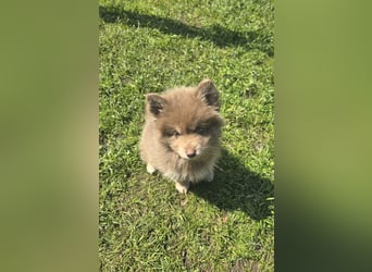 Zauberhafte Pomsky Welpen suchen ihr neues Zuhause! (ab 22.05.2025)