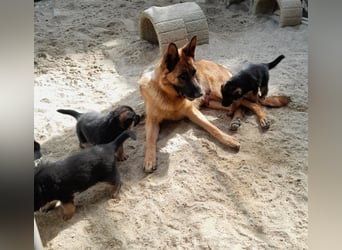 Wunderschöne Schäferhundwelpen  suchen Ende Juni ein schönes zu Hause1