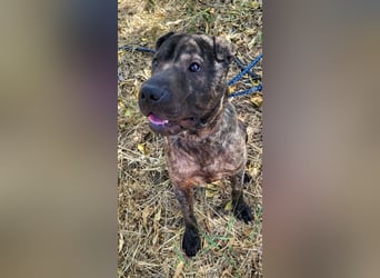 SID ❤️ verspielter Hundejunge mit großem Herz