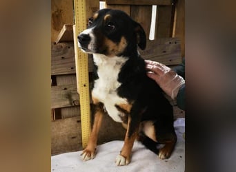 Franjo sucht warmes & liebevolles Zuhause