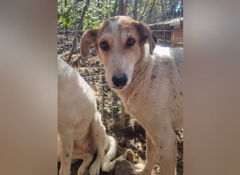 ♥NICOLA♥ hübsche, farbenfrohe,anfangs noch unsichere Hündin,die im Tierheim sehr gestresst ist 51 cm