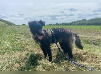 Laroche - Dein neuer bester Hundekumpel (32051 Herford)