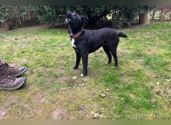 Trudie - Augenstern sucht Kuschelwolke (47839 Krefeld)