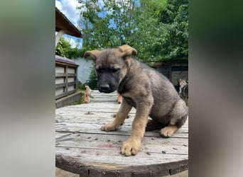Deutsche Schäferhund Welpen