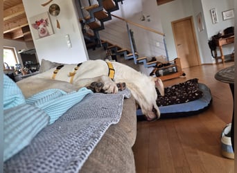 Wayne: Familienhund und treuer Begleiter