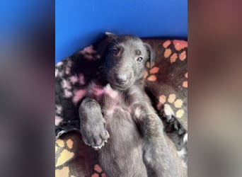 Deerhoundwelpen suchen ein liebevolles Für-Immer-Zuhause