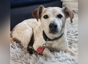 Momo ein toller Jack Russel Mix
