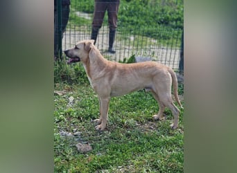 "Allrounder" HENRIQUE-sucht sehnsüchtig auf eine neue, gute Familie