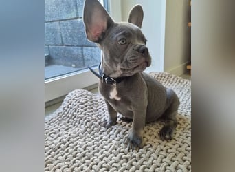 Französische Bulldoggen Welpen mit AT und Nase