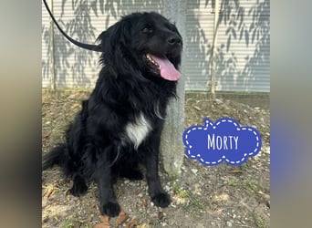 Morty ein Friendly-Dog