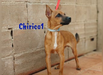 Chirico1 06/2024 (ESP Pflegestelle) - verschmuster und lustiger Chihuahua-Pinscher-Mix Welpe!