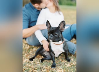 Frenchie Hündin sucht neue Familie