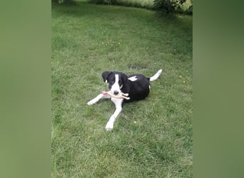 Cosimo, bereits auf PS in DE, sucht wundervolle Familie und Zuhause für immer!