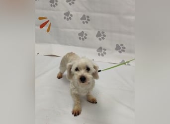 NALA - die lustige und liebe kleine Maus möchte so gerne ein glückliches Familienmitglied sein...