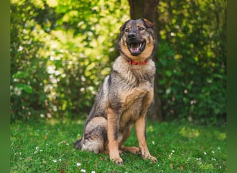 Freundlicher Tobi mit besonderen Ohren sucht sein Glück