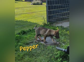 Reinrassige Schäferhund Welpen mit SV Papieren