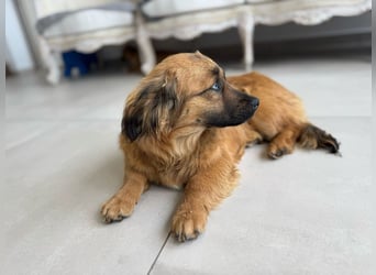 Brownie und Mirabell - verspieltes, freundliches, katzenverträgliches Doppel / noch in Rumänien