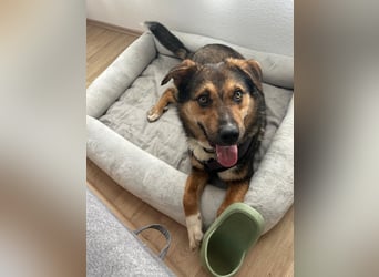 hübscher Ibun sucht verständnisvolles Zuhause