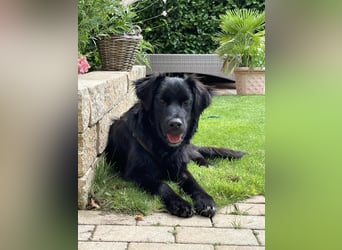 Herzenshund Golden Retriever Mix Jamie sucht sein Körbchen