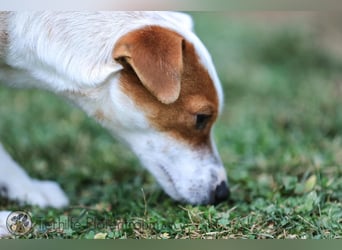 Peachy, bezaubernde Parsen Jack Russell Terrier - Mix Hündin