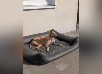 ANNI ❤️ lustige Galga, Pflgefamilie Bischberg