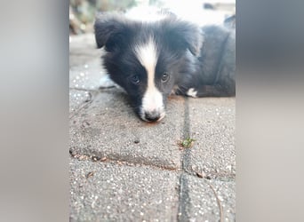 Sheltie 's wahre Seelenhunde