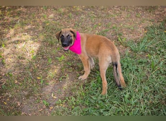Chip 245967: Hundekind sucht ein Zuhause