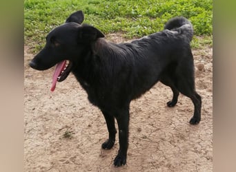 Traum-Hund Gris sucht seine Familie
