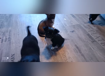 Reinrassige Langhaar - Chihuahua - Welpen abzugeben, sehr verspielt und verkuschelt!