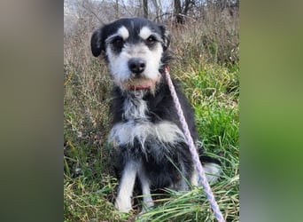 Schnauzer-Mix ♥Milo♥ ein aktiver, absoluter Herzens-Hund