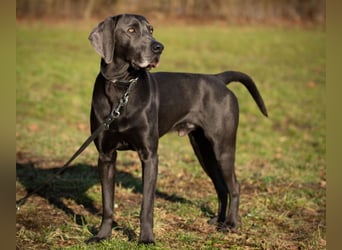 Joe Fritz - aktiver Familienhund - Tierhilfe Franken e.V.