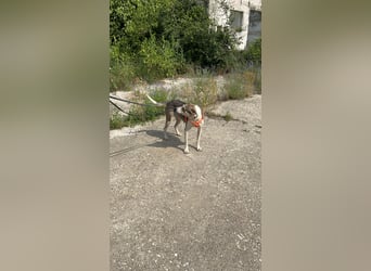 ALINA, Hündin, 3 Jahre, 50 cm, Mischling, Tierschutz