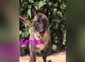 Kenya 10/2024 (ESP) - lebensfrohe und liebevolle, wunderschöne Malinois Junghündin!