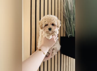 Maltipoo Pudel Malteser