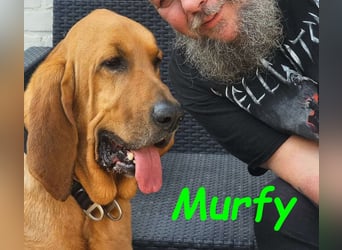 Notfall Murfy geb. 12/2019 (in Belgien) - Sabueso Espanol Rüde sucht DRINGEND ein Zuhause!