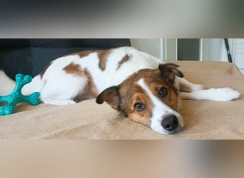 Barney – toller Bub mit viel Potenzial – wartet in PLZ 12683 Berlin-Biesdorf